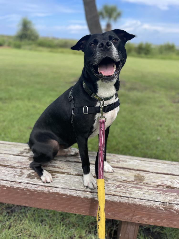 Aspen, a Adoptable mixed breed in Saint Augustine, FL image 6/6