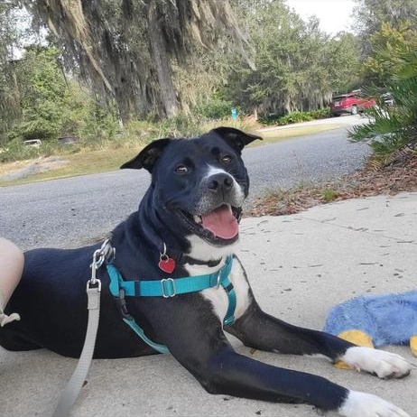 Enlarge Aspen, a Adoptable mixed breed in Saint Augustine, FL image 3/6