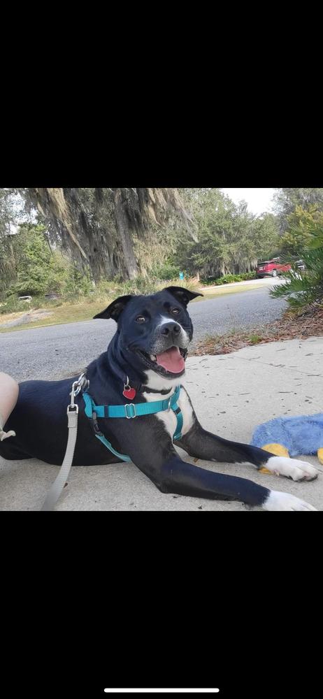 Enlarge Aspen, a Adoptable mixed breed in Saint Augustine, FL image 6/6