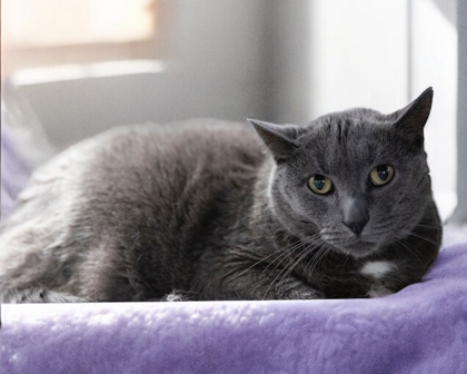 Spot, an adoptable American Shorthair Mix in Bedford, IN_image-1