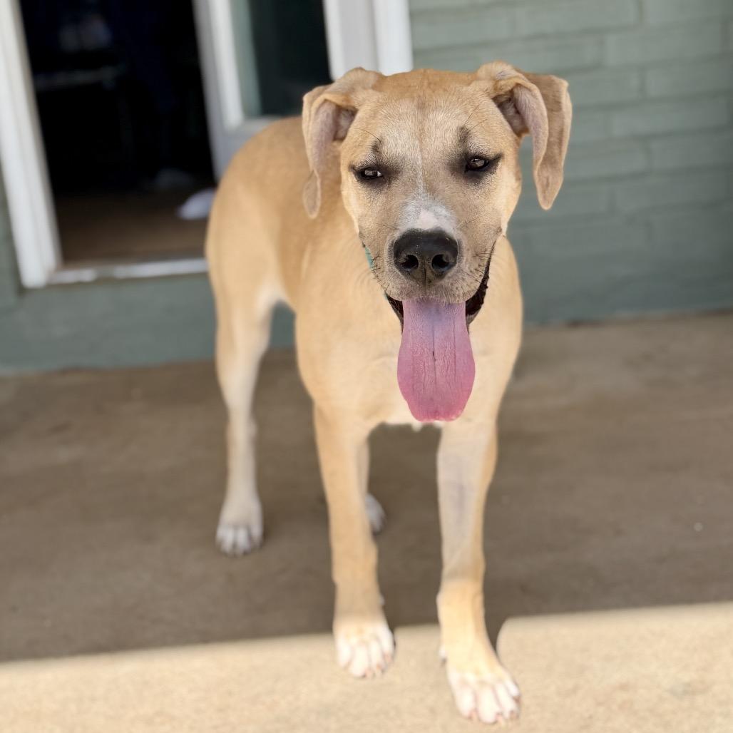 Rena, Adoptable, Young Female Great Dane.