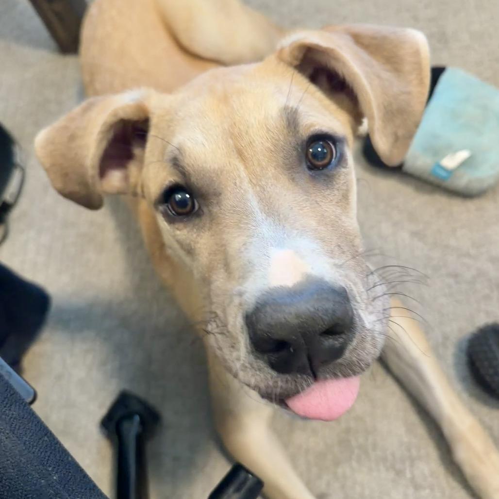 Enlarge Rena, a Adoptable mixed breed in Brooklyn, NY image 2/6