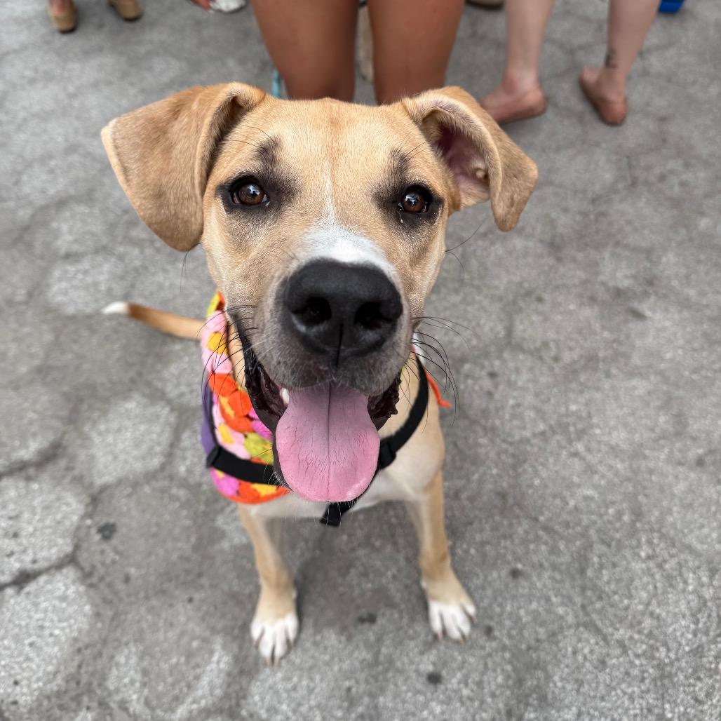 Enlarge Rena, a Adoptable mixed breed in Brooklyn, NY image 3/6