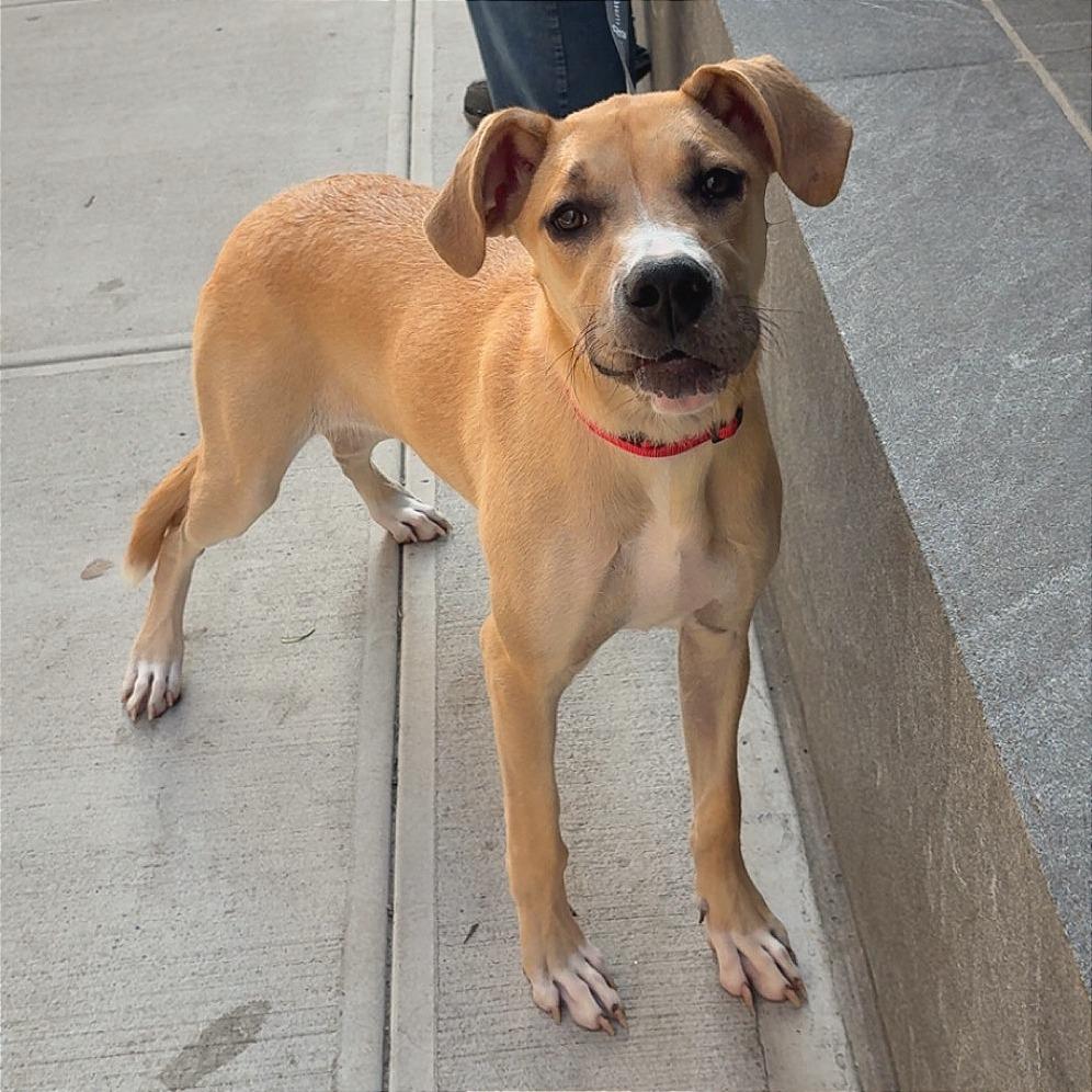 Enlarge Rena, a Adoptable mixed breed in Brooklyn, NY image 3/6