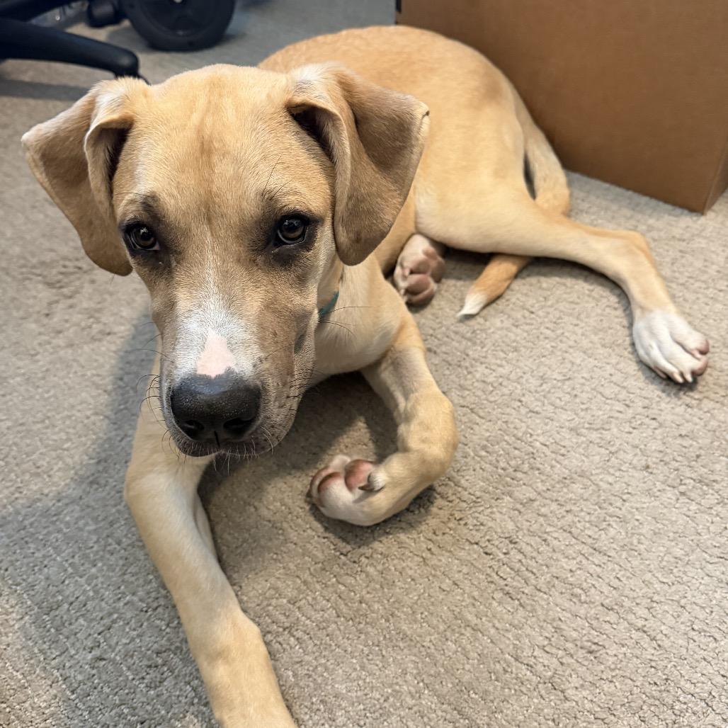 Enlarge Rena, a Adoptable mixed breed in Brooklyn, NY image 3/6