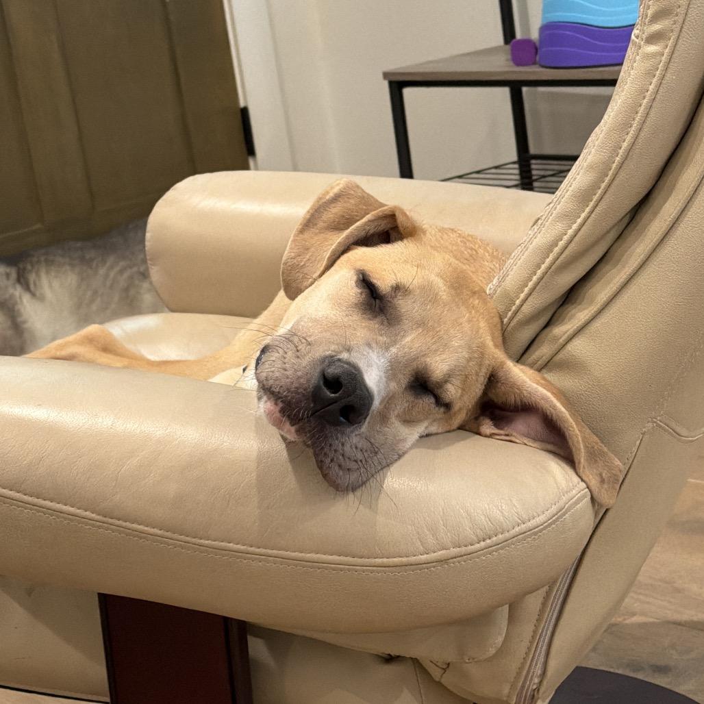 Enlarge Rena, a Adoptable mixed breed in Brooklyn, NY image 4/6
