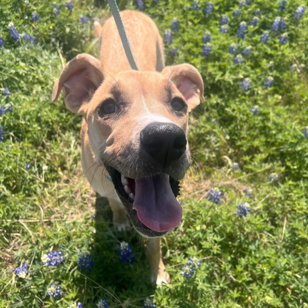 Enlarge Rena, a Adoptable mixed breed in Brooklyn, NY image 5/6