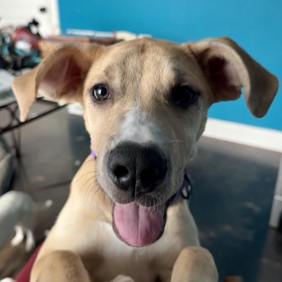 Enlarge Rena, a Adoptable mixed breed in Brooklyn, NY image 6/6