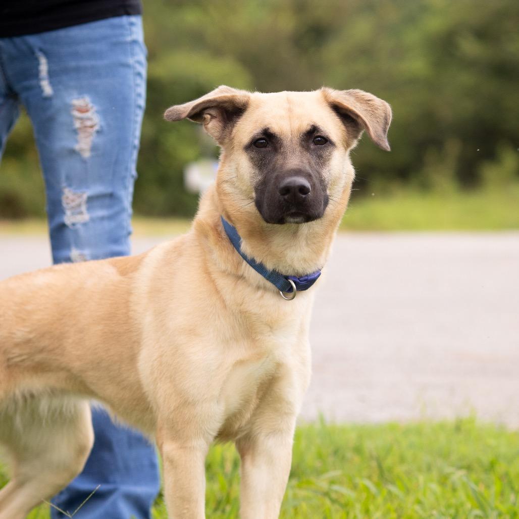 Bella, Adopted, Young Female Shepherd.