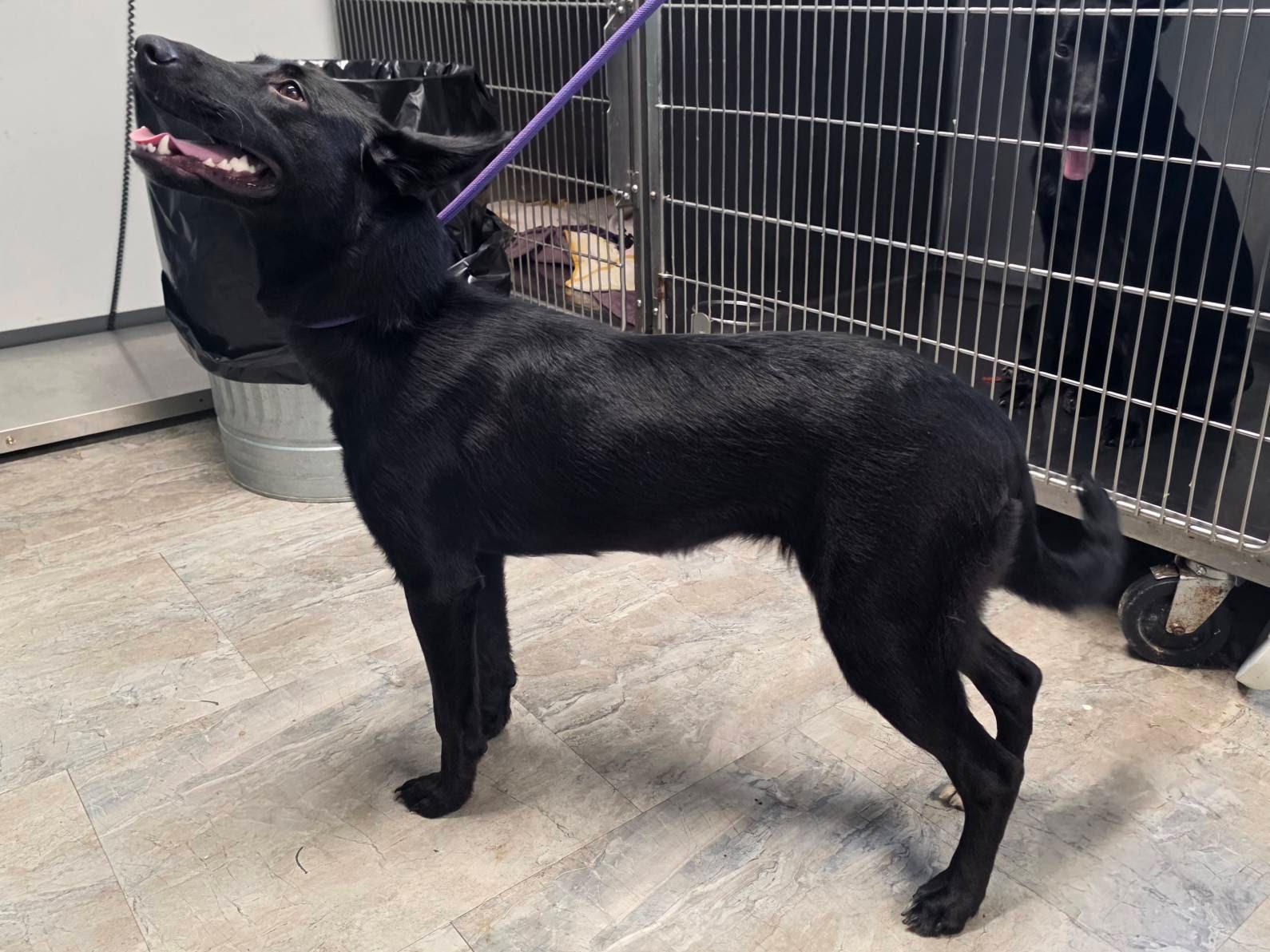 Enlarge Poison Ivy, a Adoptable mixed breed in Chesterfield, MO image 2/2