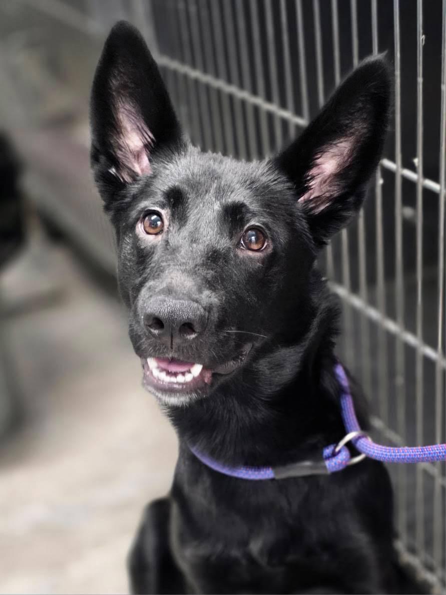 Enlarge Poison Ivy, a Adoptable mixed breed in Chesterfield, MO image 1/2