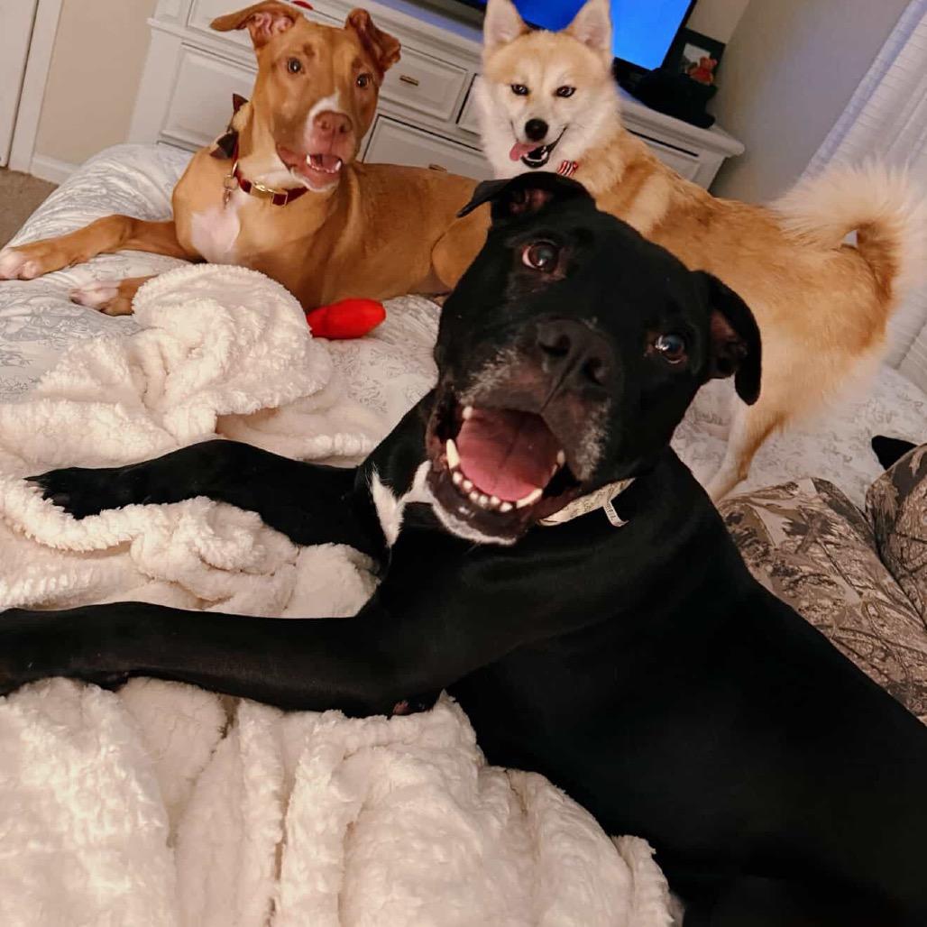 Lincoln, a Adoptable mixed breed in Fargo, ND image 3/6