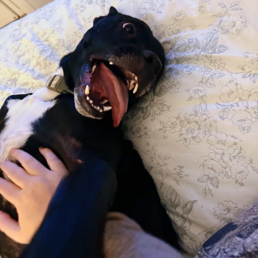 Lincoln, a Adoptable mixed breed in Fargo, ND image 5/6