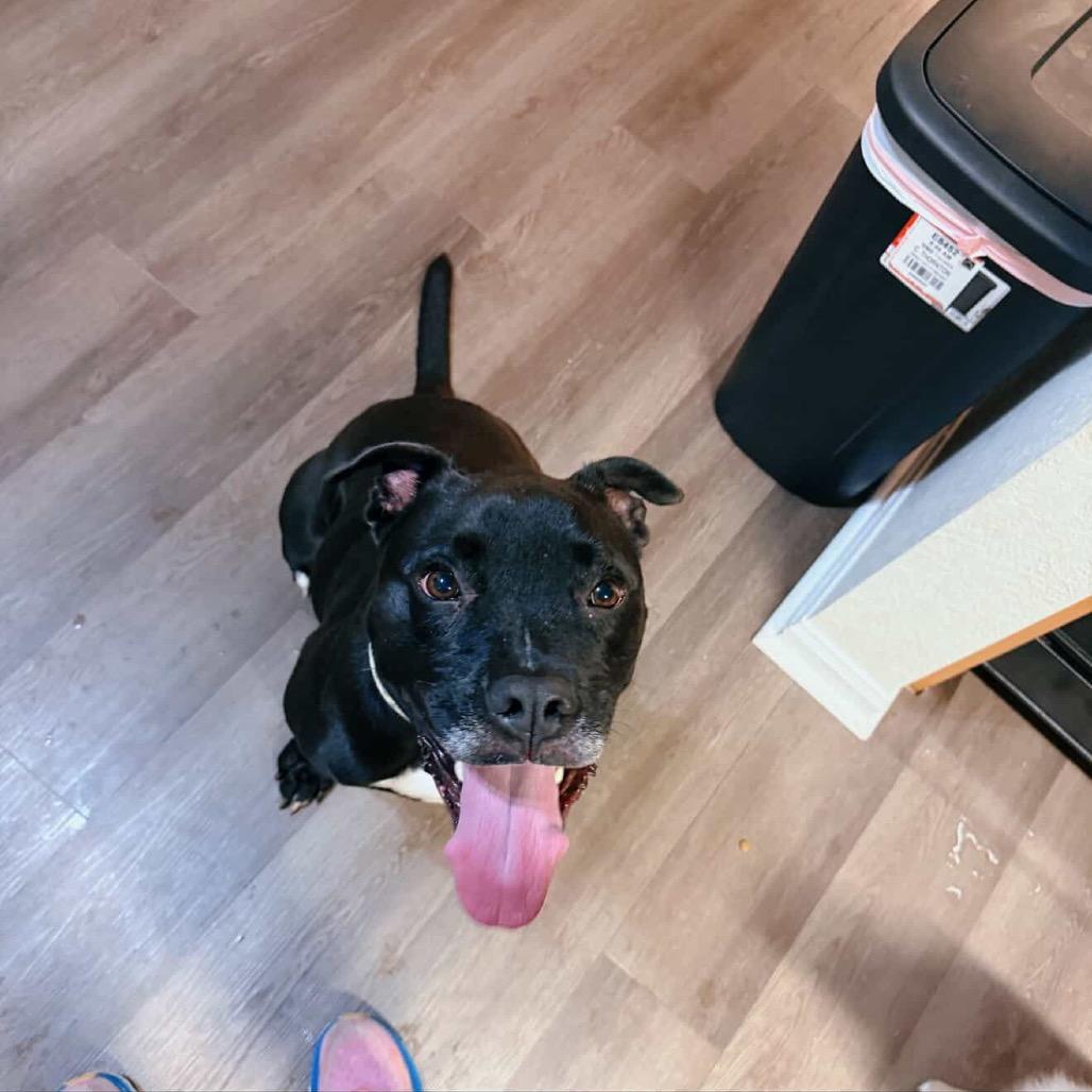 Lincoln, a Adoptable mixed breed in Fargo, ND image 6/6