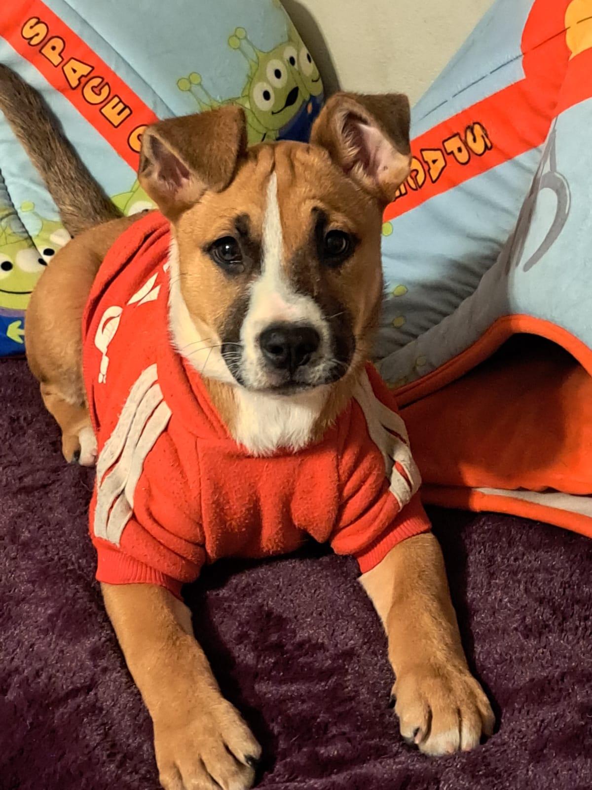 Enlarge Alana, a ADOPTABLE mixed breed in San Diego, CA image 1/6