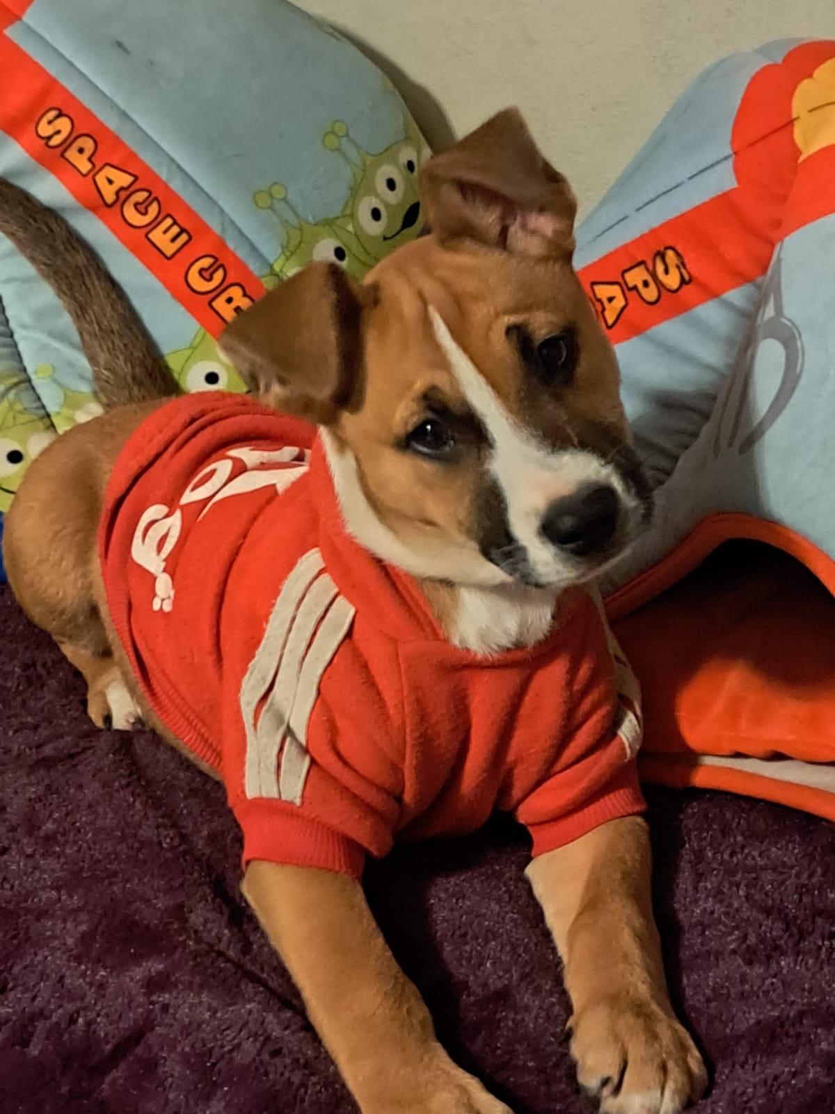 Enlarge Alana, a ADOPTABLE mixed breed in San Diego, CA image 2/6