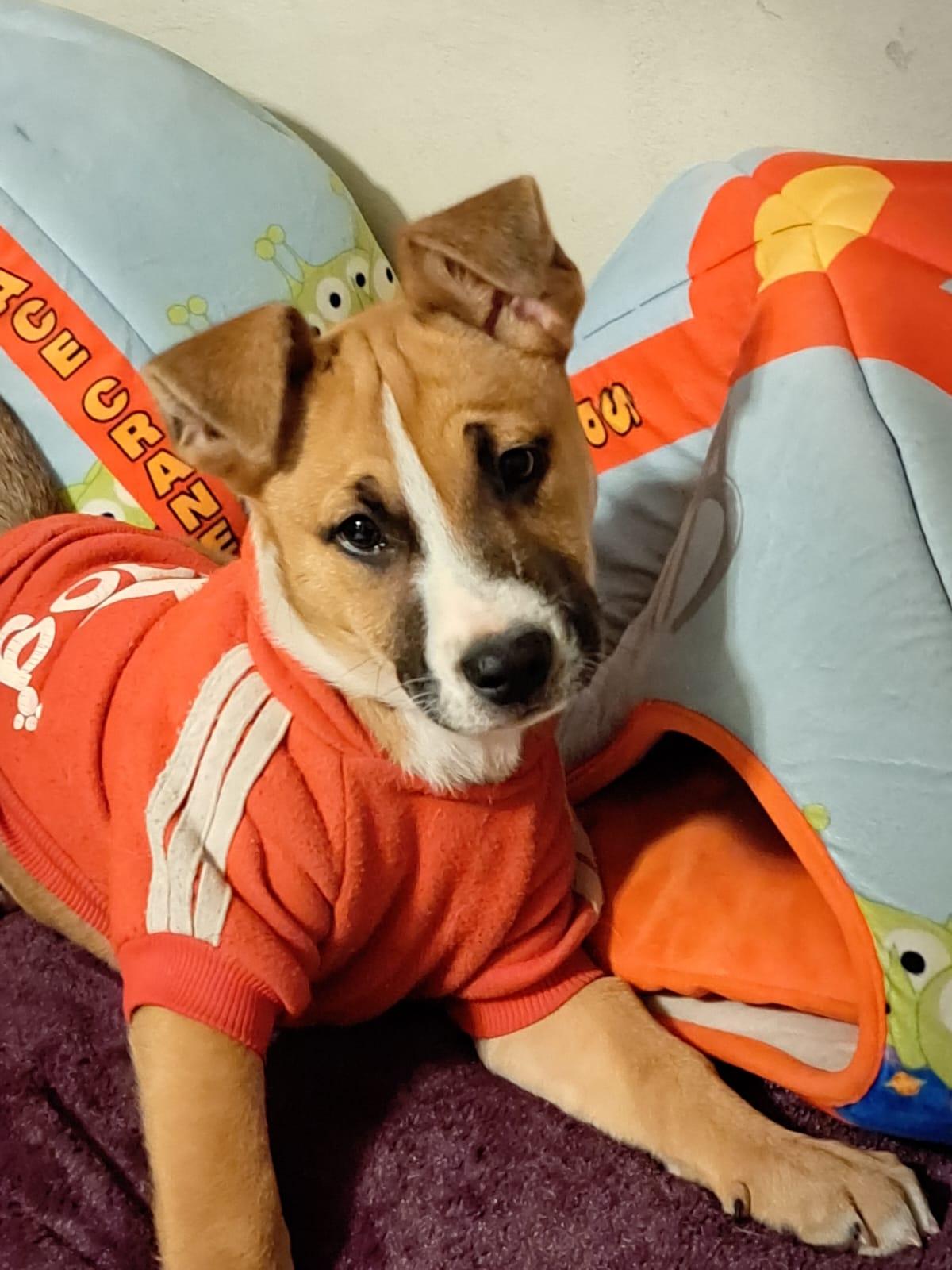 Enlarge Alana, a ADOPTABLE mixed breed in San Diego, CA image 3/6