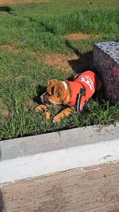 Enlarge Alana, a ADOPTABLE mixed breed in San Diego, CA video 5/6