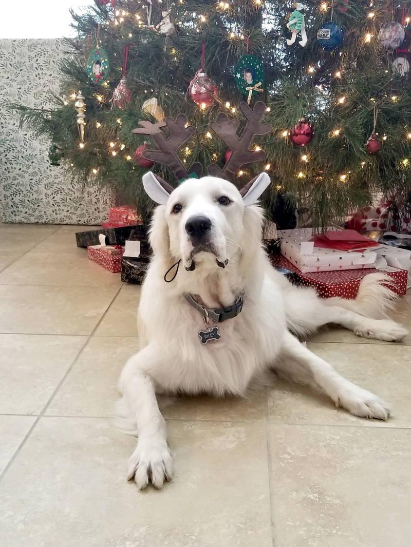 Riley — thumbnail 3