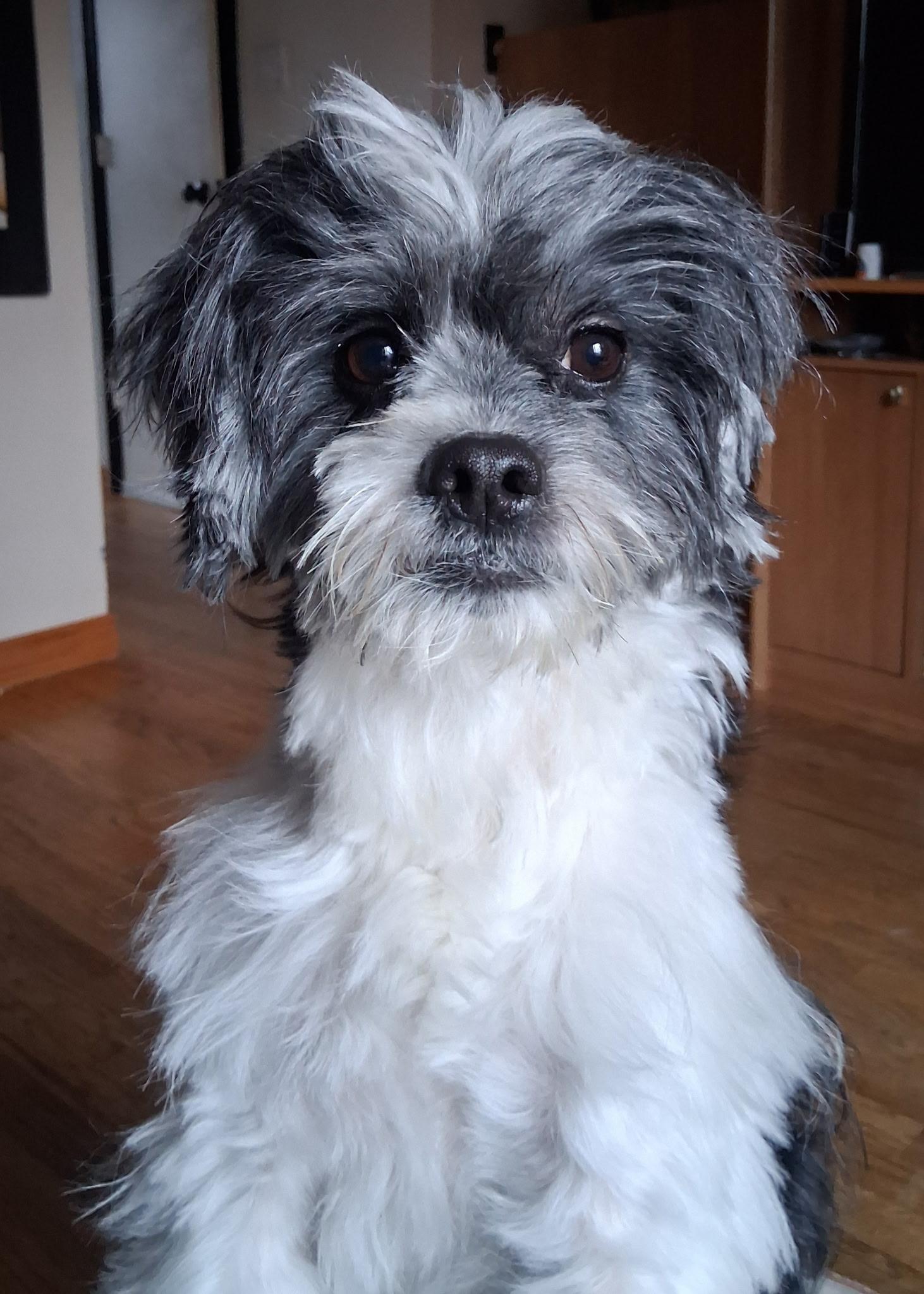 Zeno, adoptable, Adult Male Shih Tzu.
