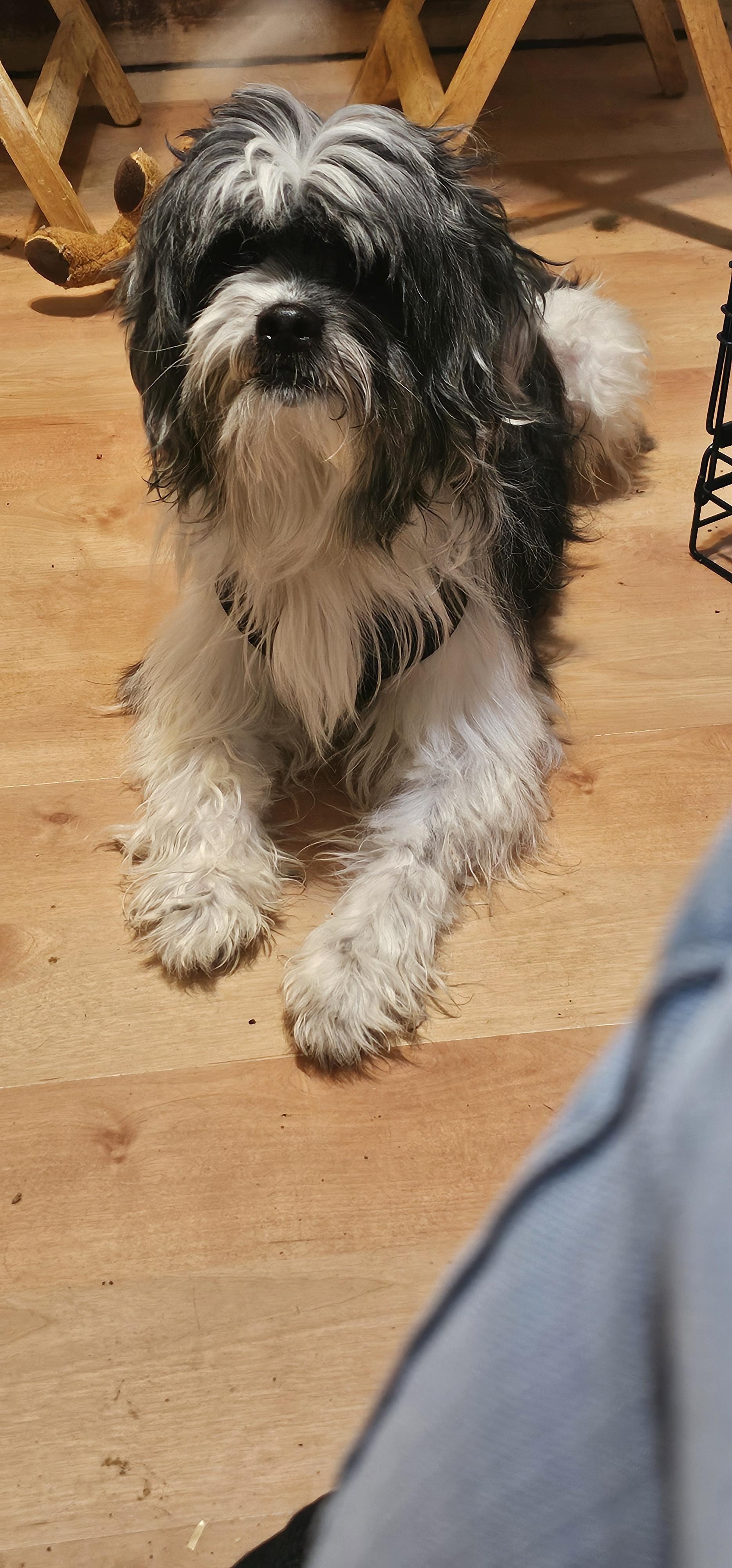 Enlarge Zeno, an adoptable mixed breed in Hazlet, NJ image 2/2