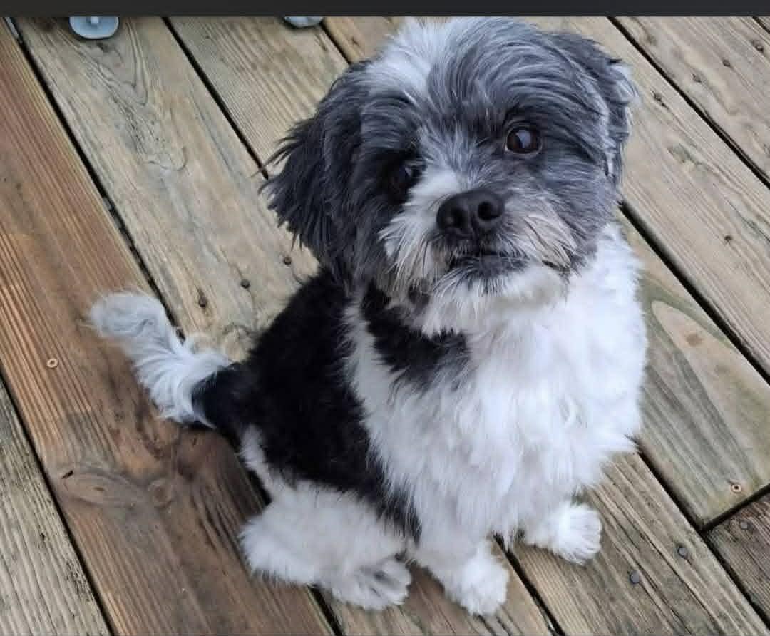 Zeno, adoptable, Adult Male Shih Tzu.