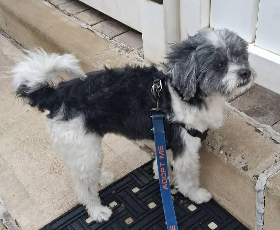 Enlarge Zeno, an adoptable mixed breed in Hazlet, NJ image 3/3