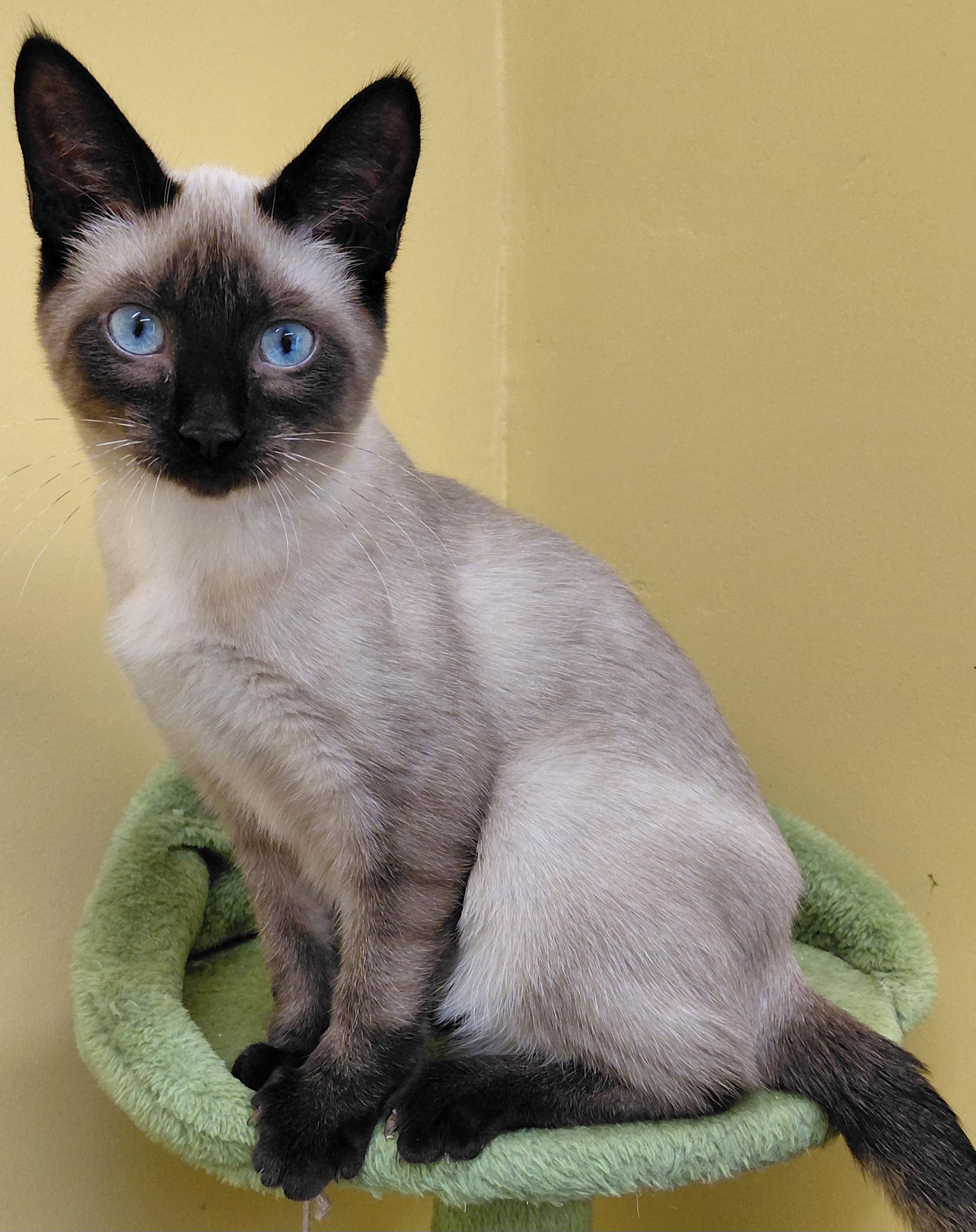 Enlarge Starburst, a Adoptable Siamese in Eugene, OR image 2/5