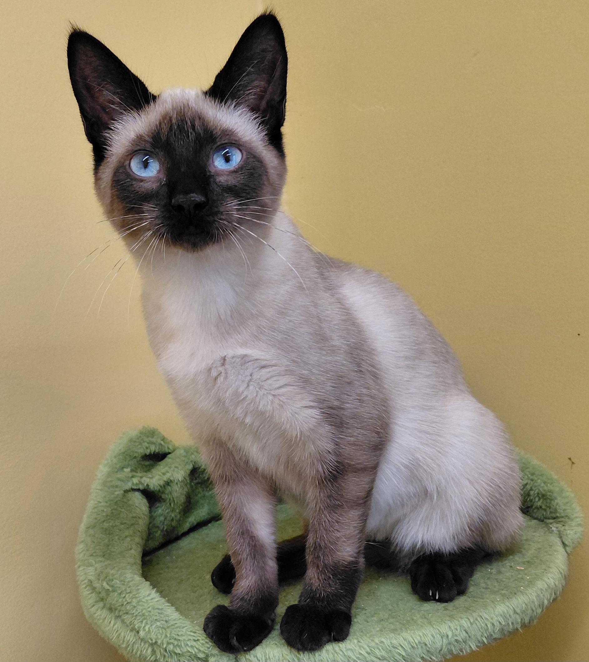 Enlarge Starburst, a Adoptable Siamese in Eugene, OR image 4/5