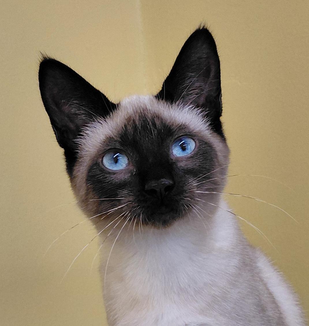 Starburst, Adoptable, Kitten Male Siamese.