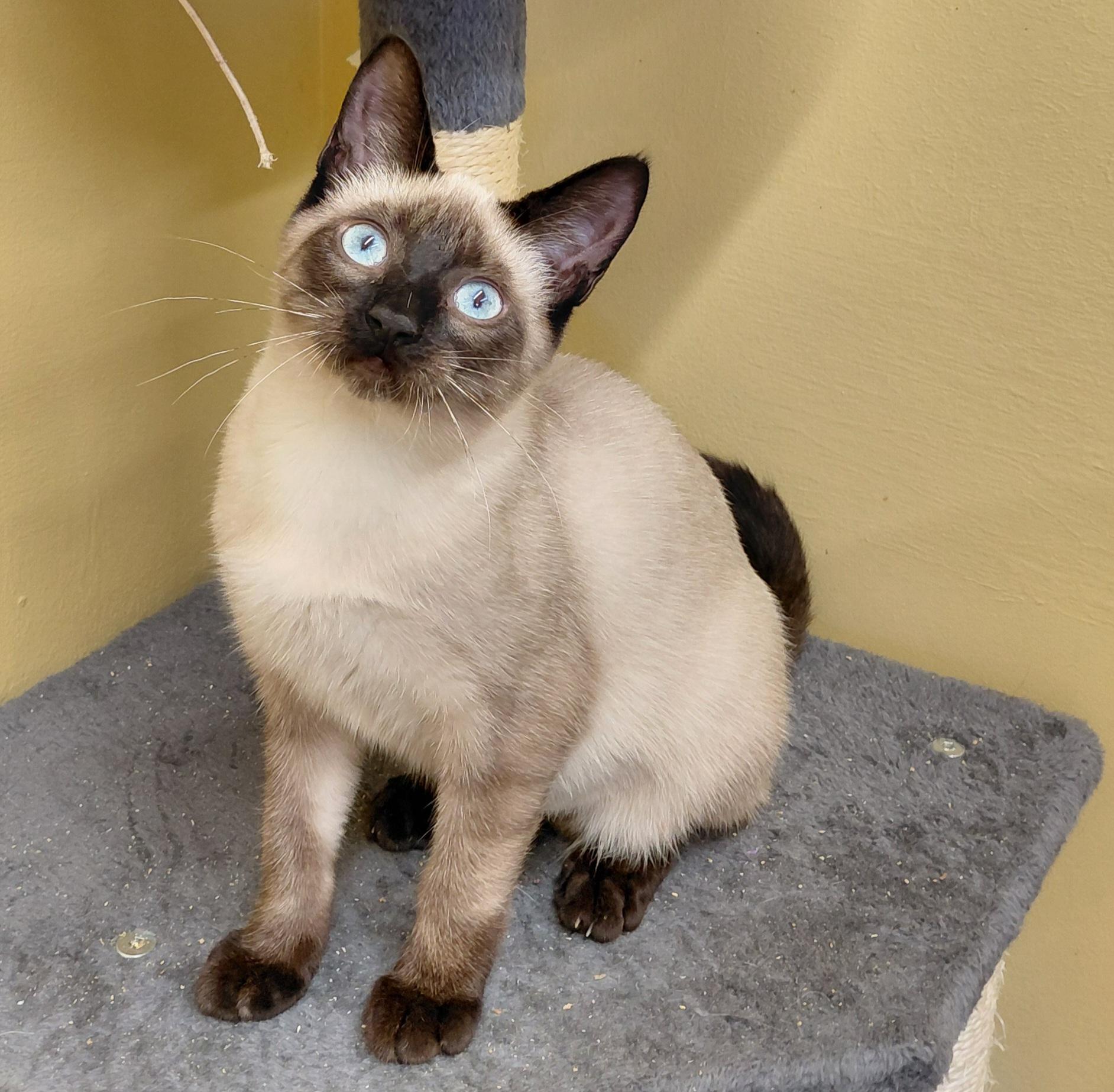 Enlarge Starburst, a Adoptable Siamese in Eugene, OR image 5/5