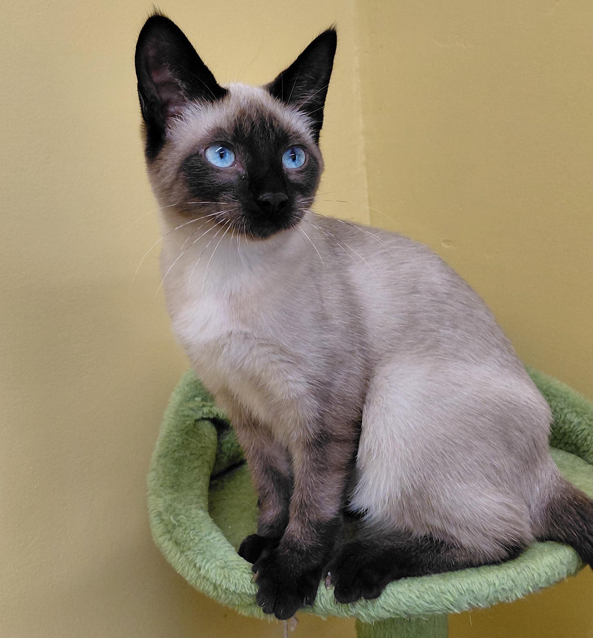Enlarge Starburst, a Adoptable Siamese in Eugene, OR image 3/5