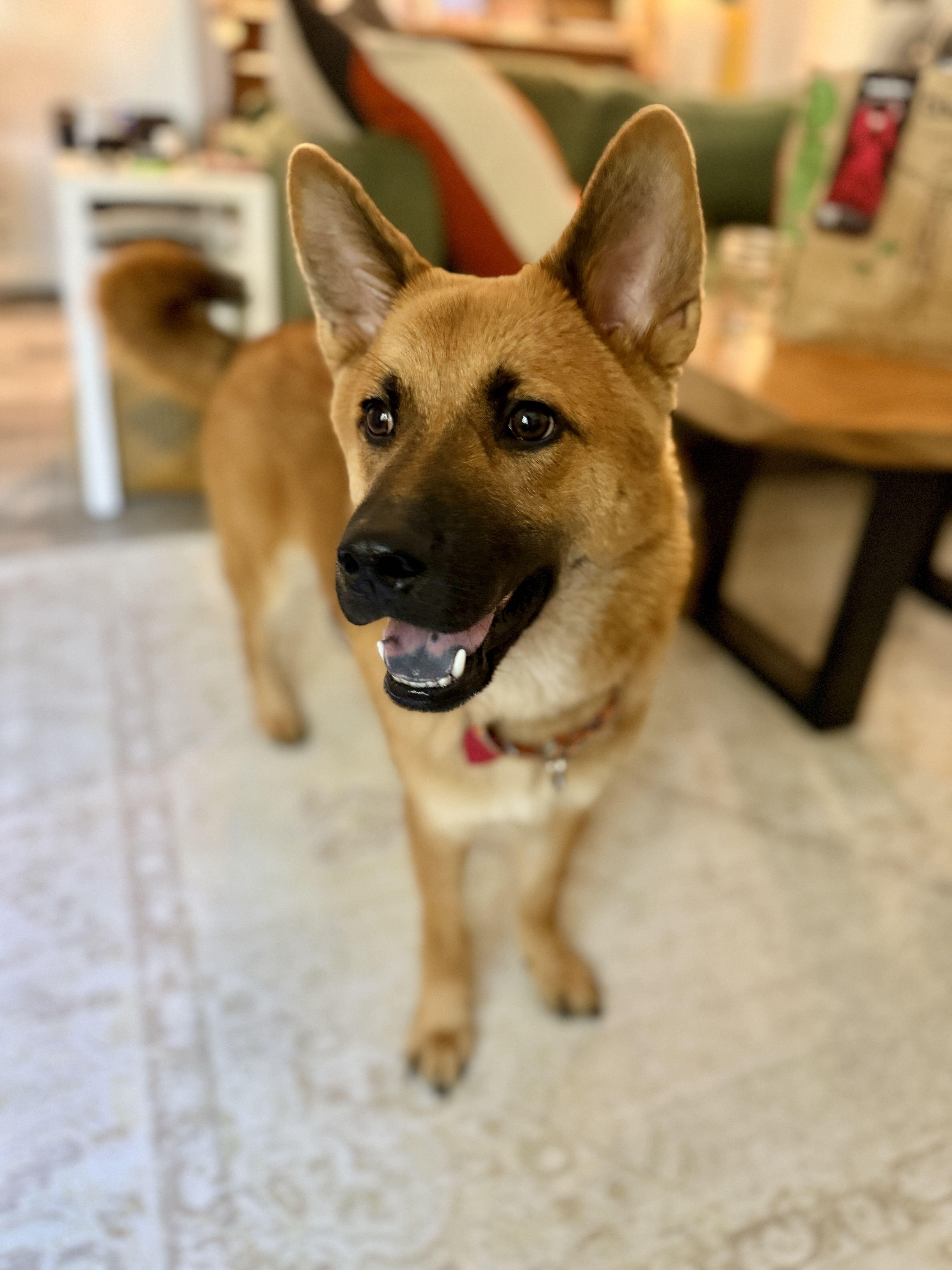 Enlarge Cali, a Adoptable mixed breed in Los Angeles, CA image 3/4