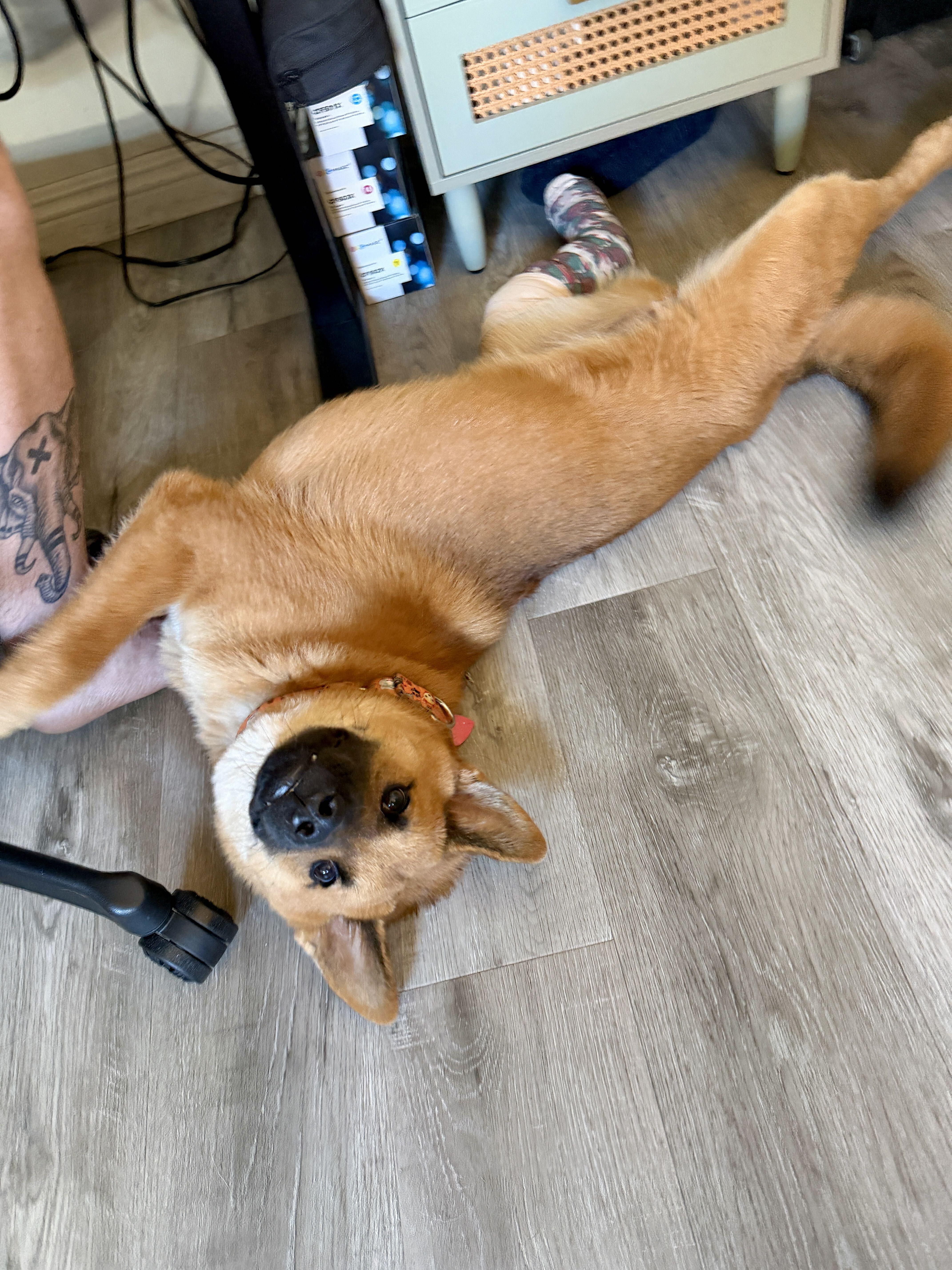 Enlarge Cali, a Adoptable mixed breed in Los Angeles, CA image 4/4