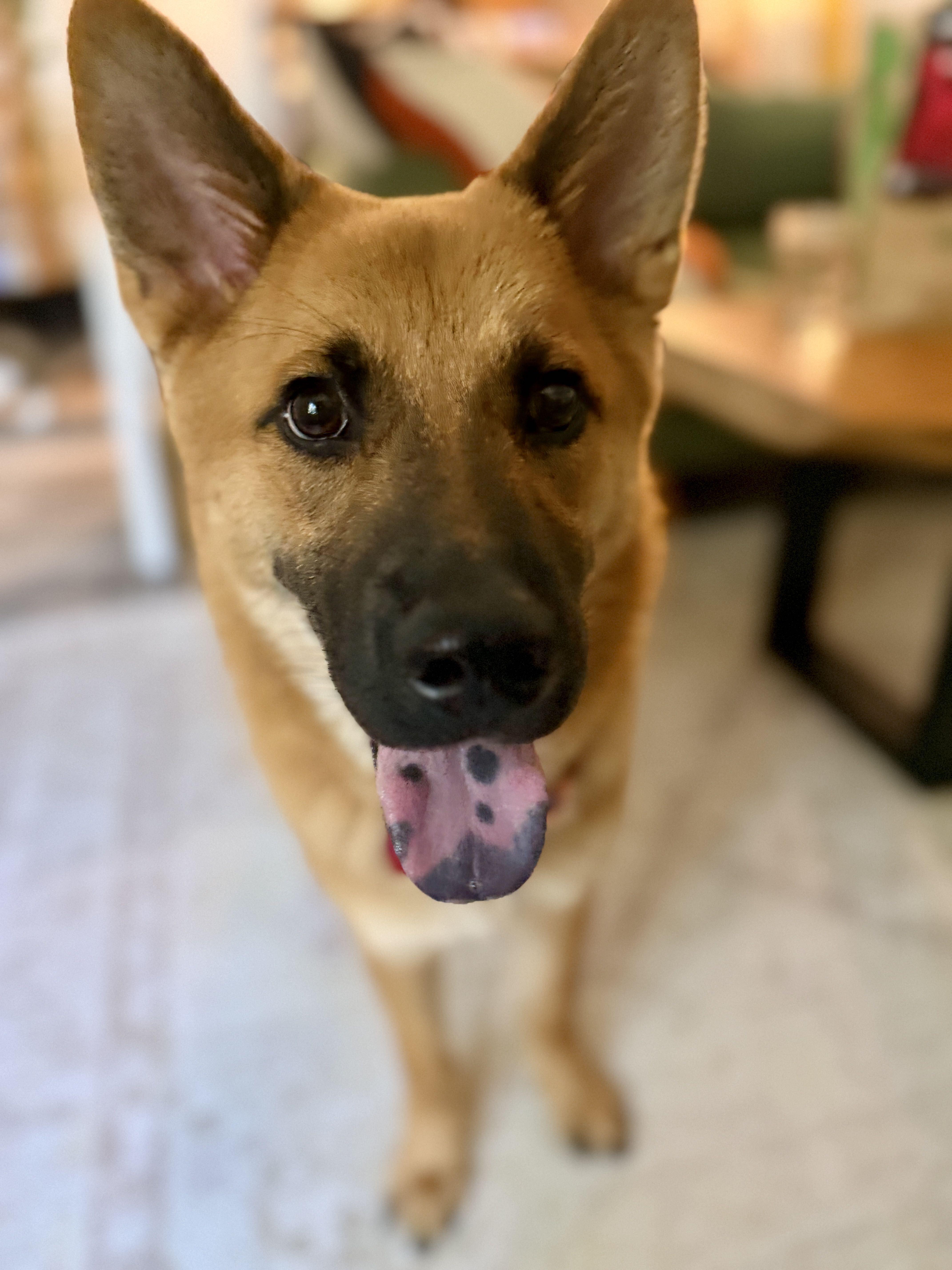 Enlarge Cali, a Adoptable mixed breed in Los Angeles, CA image 2/4