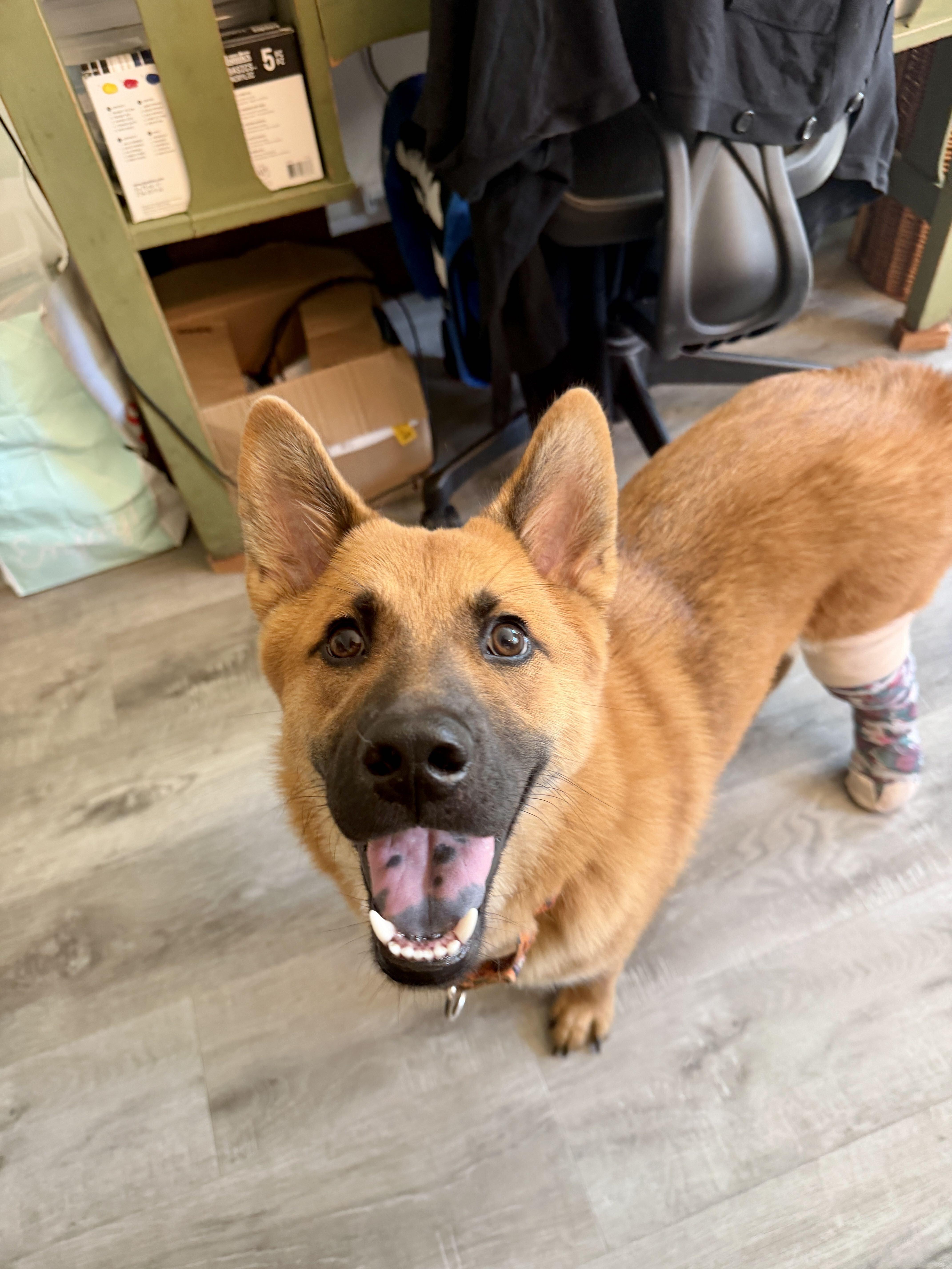 Cali, Adoptable, Young Female German Shepherd Dog.