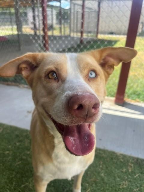 Holly, ADOPTABLE, Adult Female Husky & Labrador Retriever.