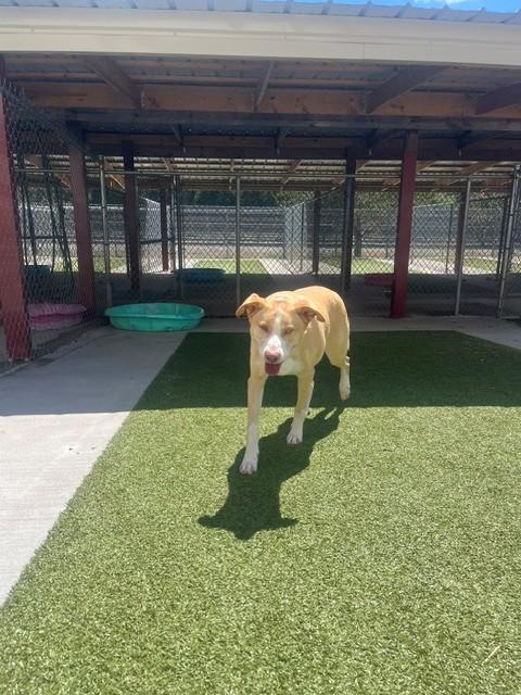 Enlarge Holly, a ADOPTABLE mixed breed in Fayetteville, AR image 4/6