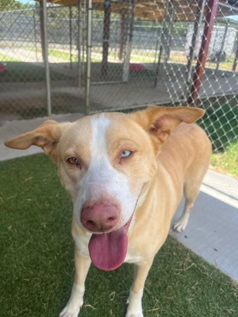 Enlarge Holly, a ADOPTABLE mixed breed in Fayetteville, AR image 6/6