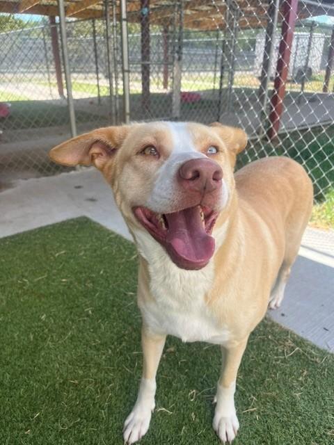 Enlarge Holly, a ADOPTABLE mixed breed in Fayetteville, AR image 2/6