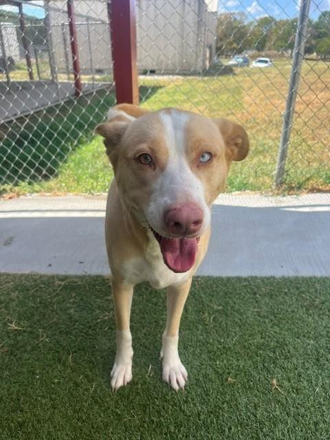 Enlarge Holly, a ADOPTABLE mixed breed in Fayetteville, AR image 5/6