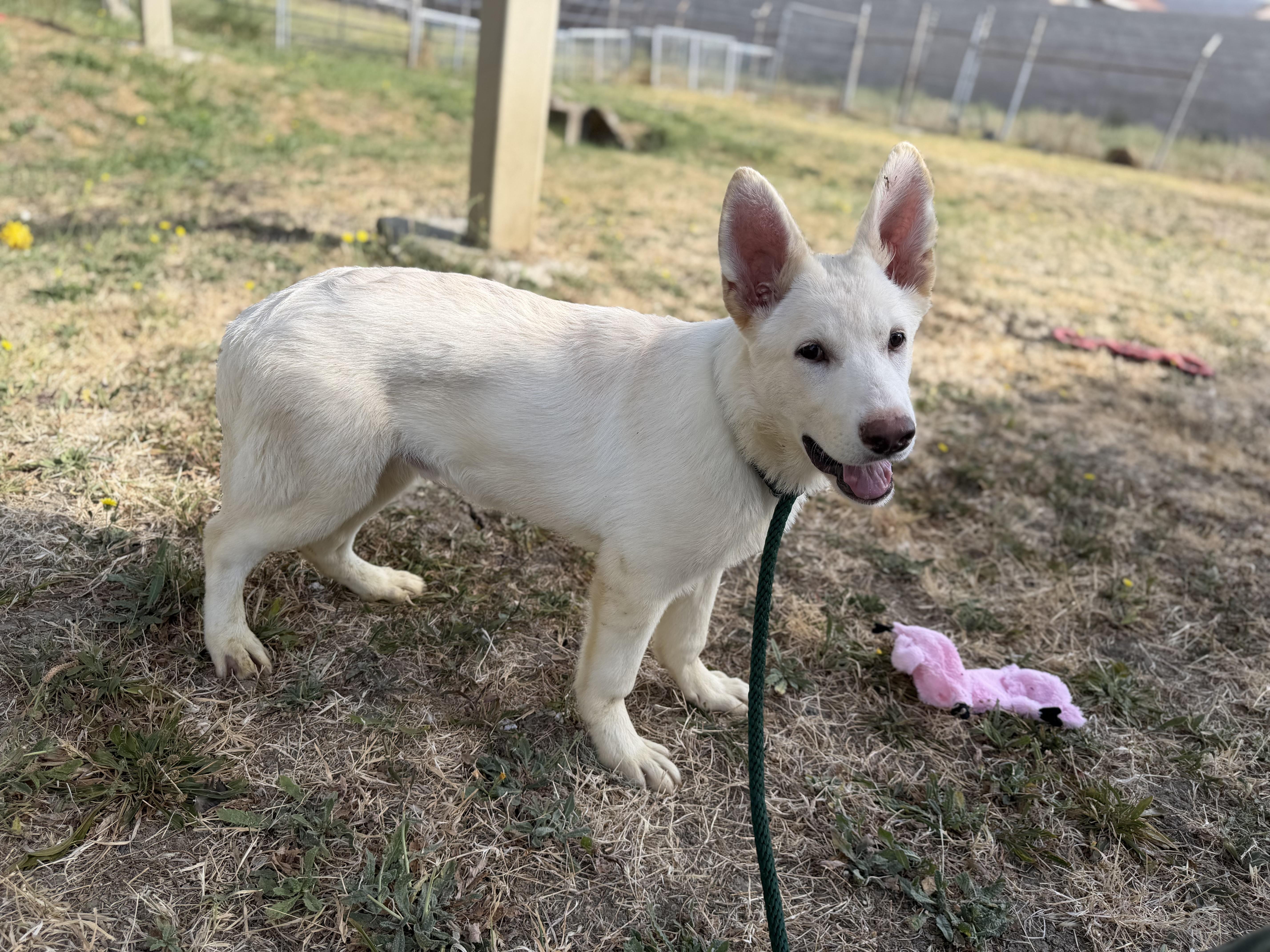Kane, a ADOPTABLE German Shepherd Dog in Phoenix, AZ image 3/4