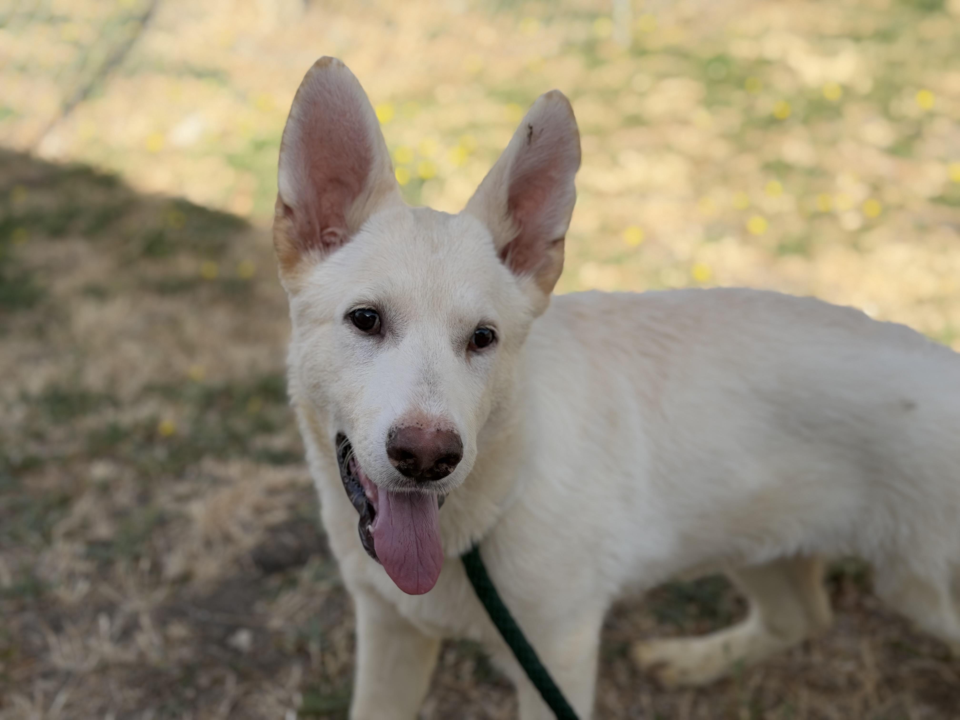 Kane, ADOPTABLE, Puppy Male German Shepherd Dog.
