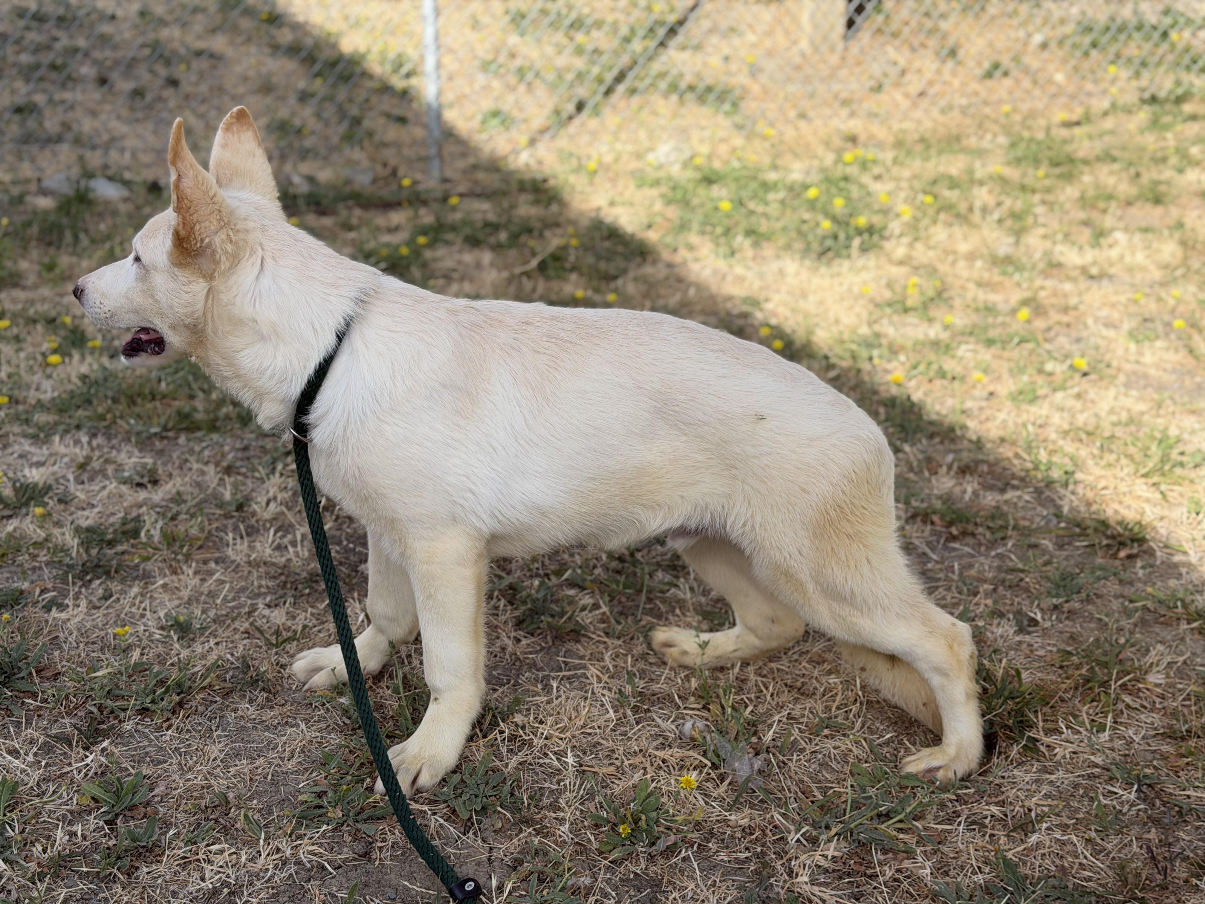 Kane, a ADOPTABLE German Shepherd Dog in Phoenix, AZ image 4/4