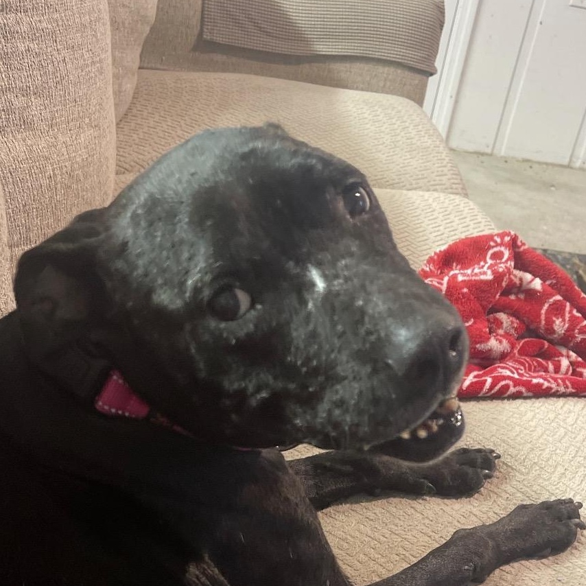 Jewels, ADOPTABLE, Senior Female Mixed Breed.