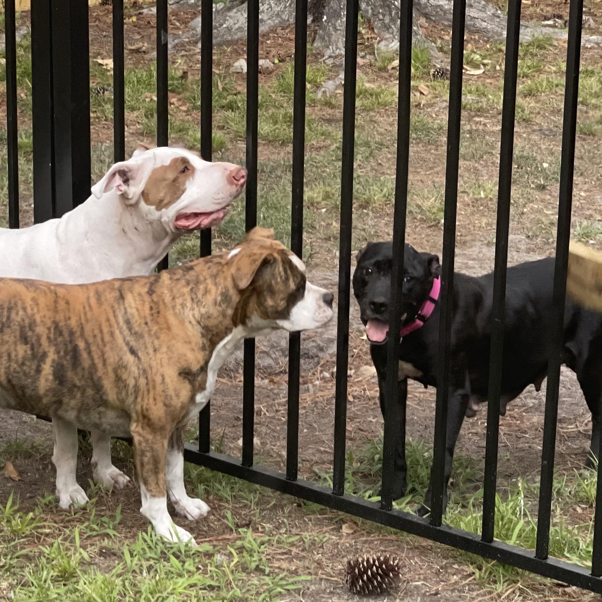 Enlarge Jewels, a ADOPTABLE mixed breed in Conway, SC image 4/6