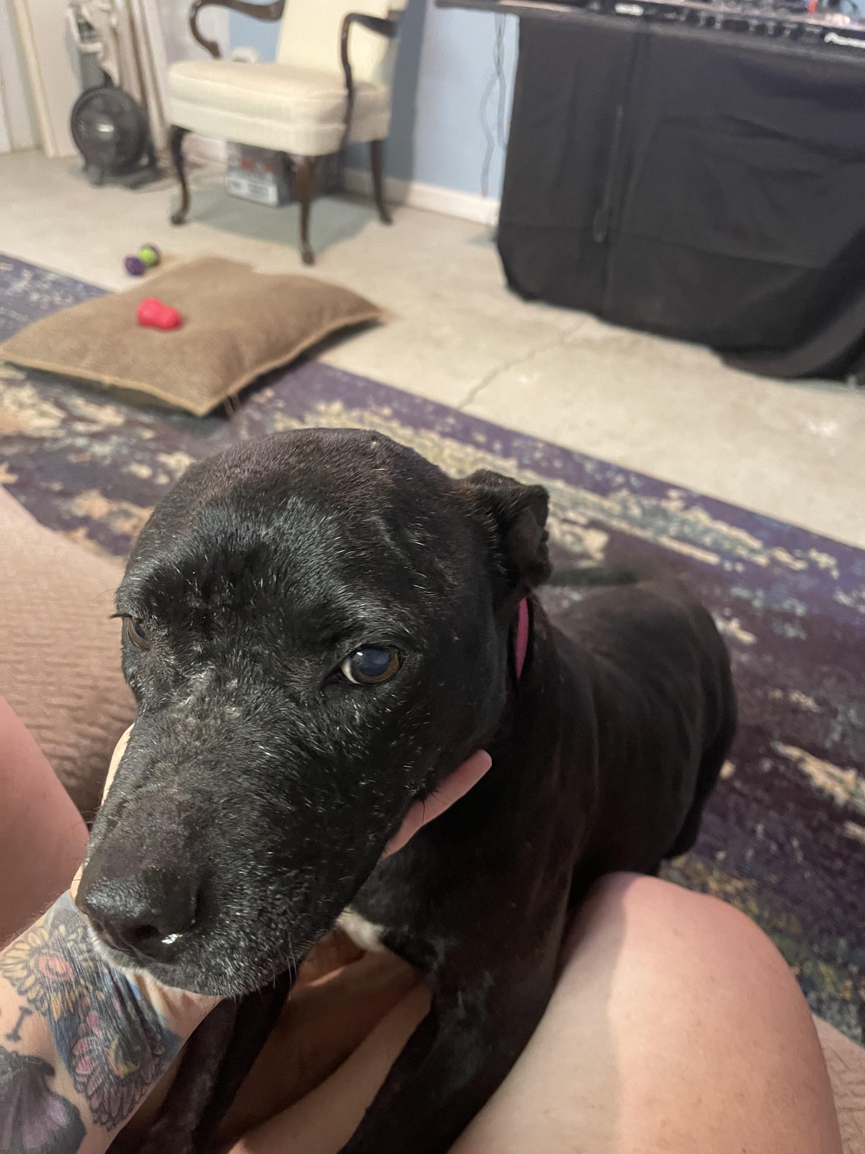 Enlarge Jewels, a ADOPTABLE mixed breed in Conway, SC image 2/6