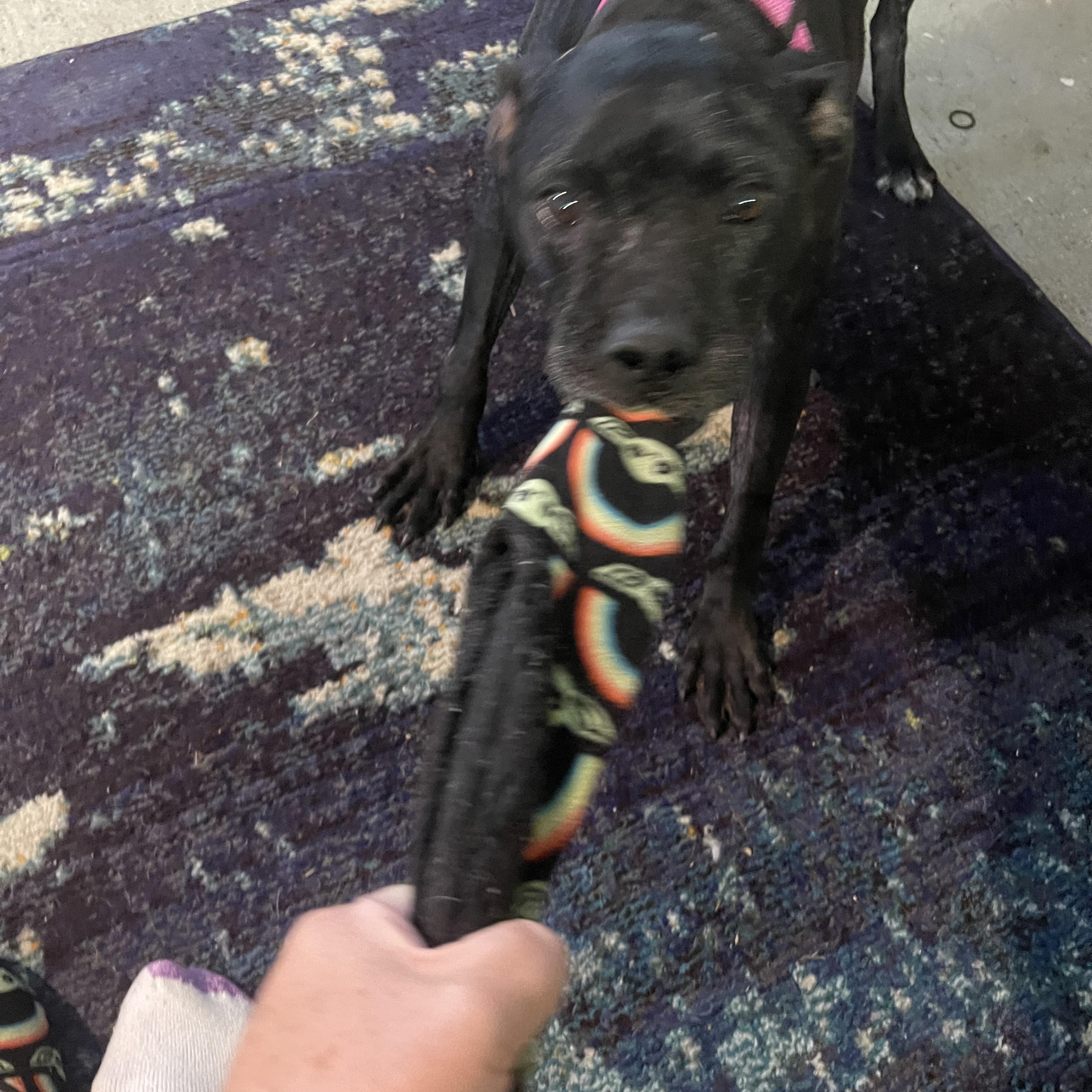 Enlarge Jewels, a ADOPTABLE mixed breed in Conway, SC image 6/6