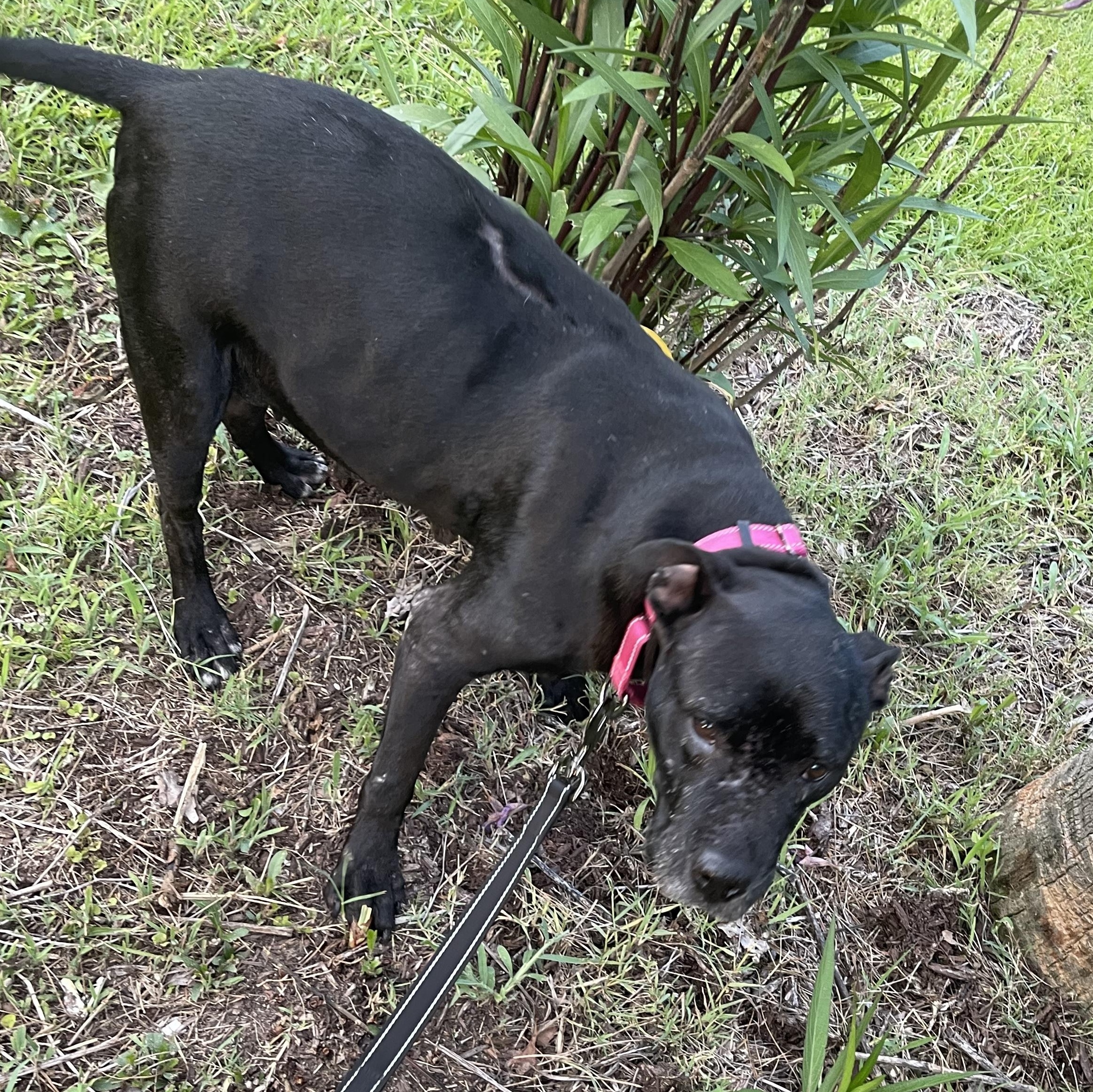 Enlarge Jewels, a ADOPTABLE mixed breed in Conway, SC image 5/6
