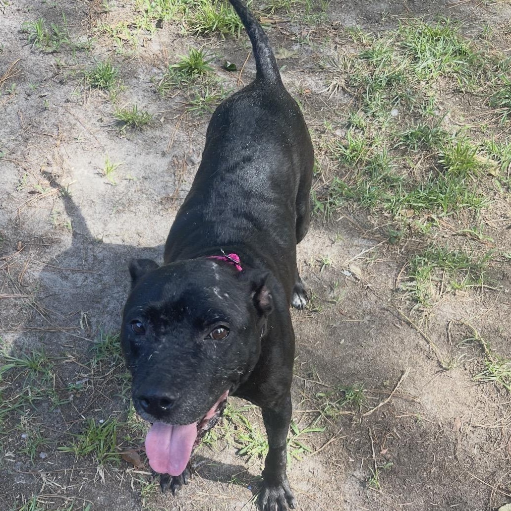 Enlarge Jewels, a ADOPTABLE mixed breed in Conway, SC image 3/6